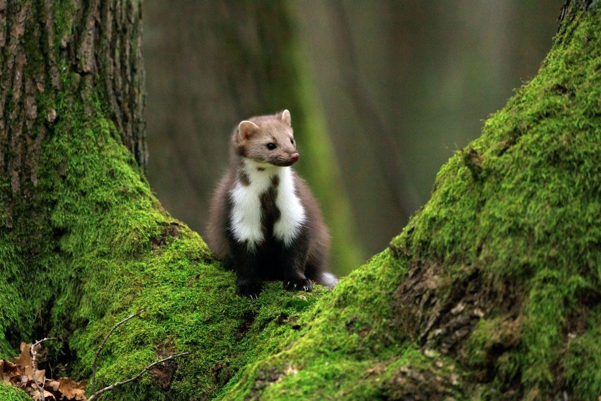 beech marten in luxembourg