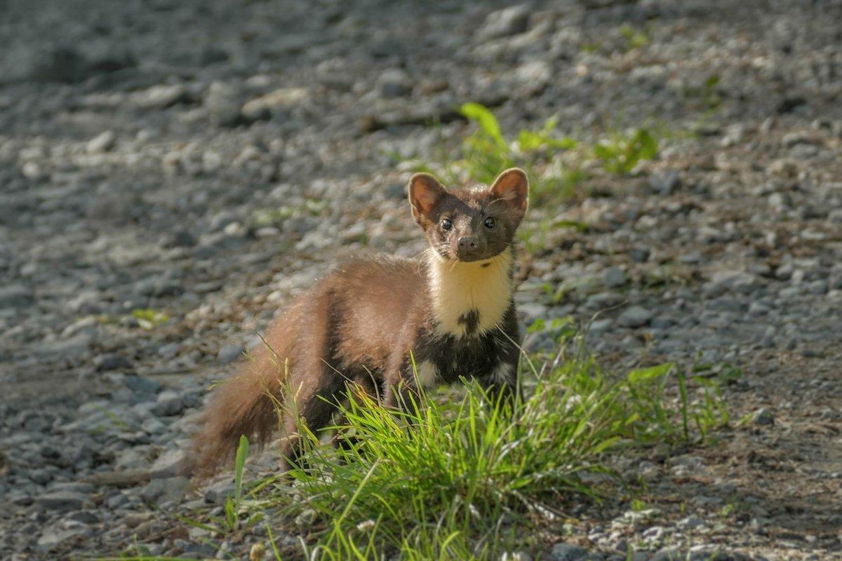 beech marten in the wild