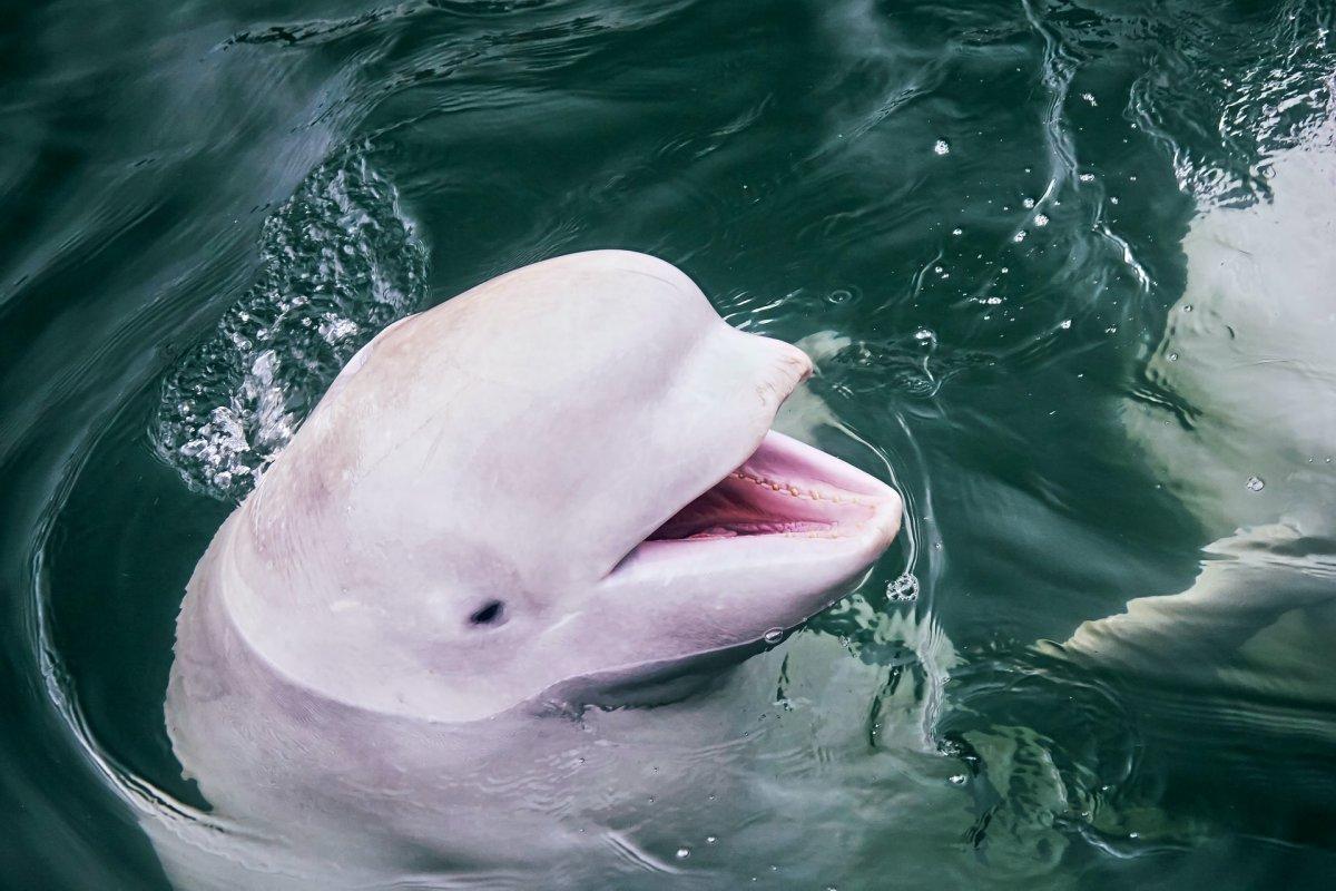 beluga whale is in the sea animals in greece