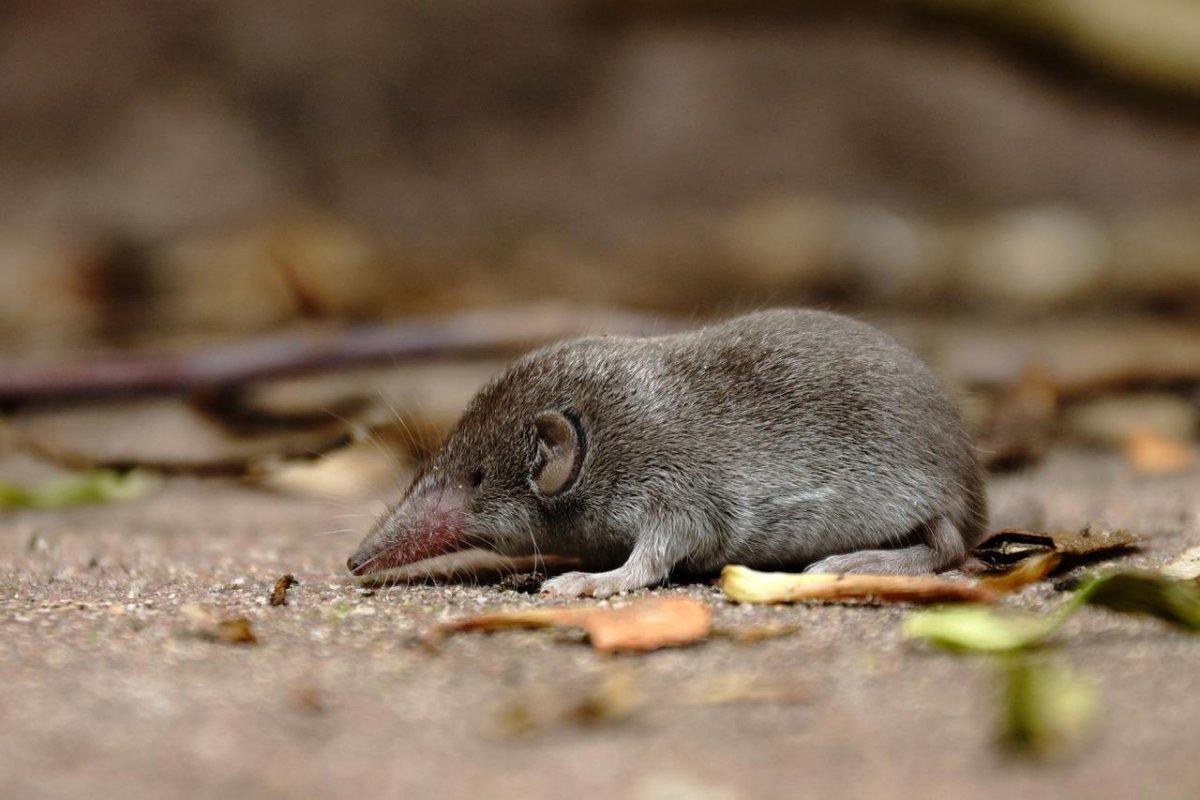 bicolored shrew