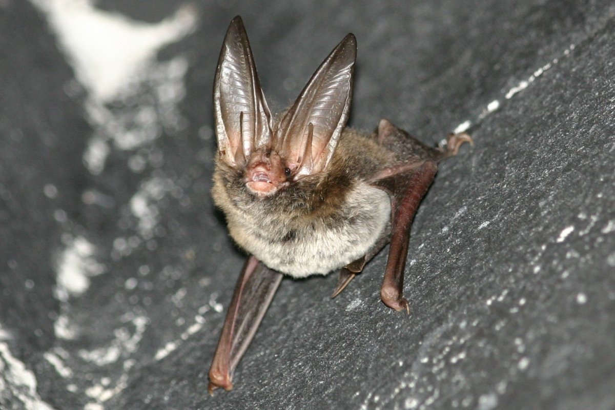 big-eared brown bat is one of the common animals in chile