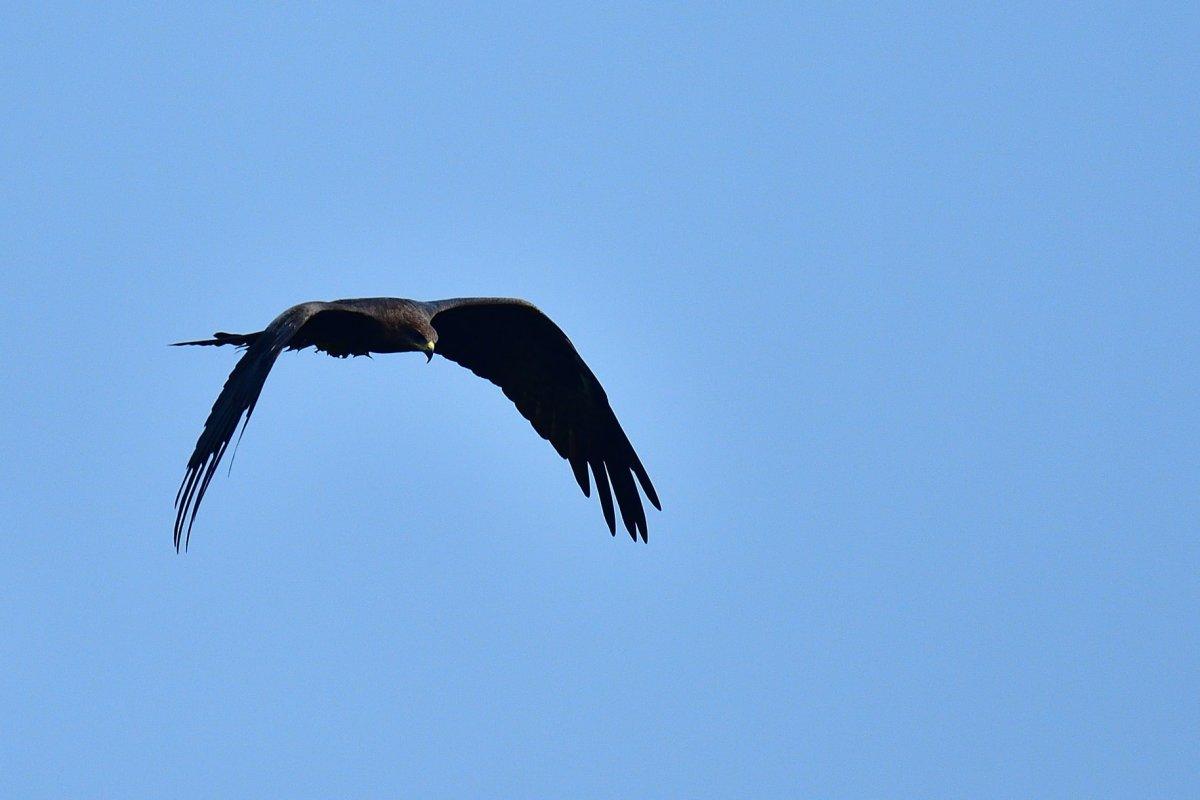 black eagle is the national animal of germany