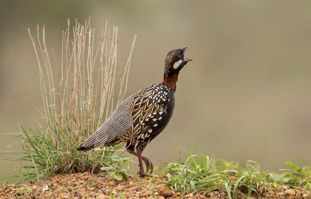 black francolin