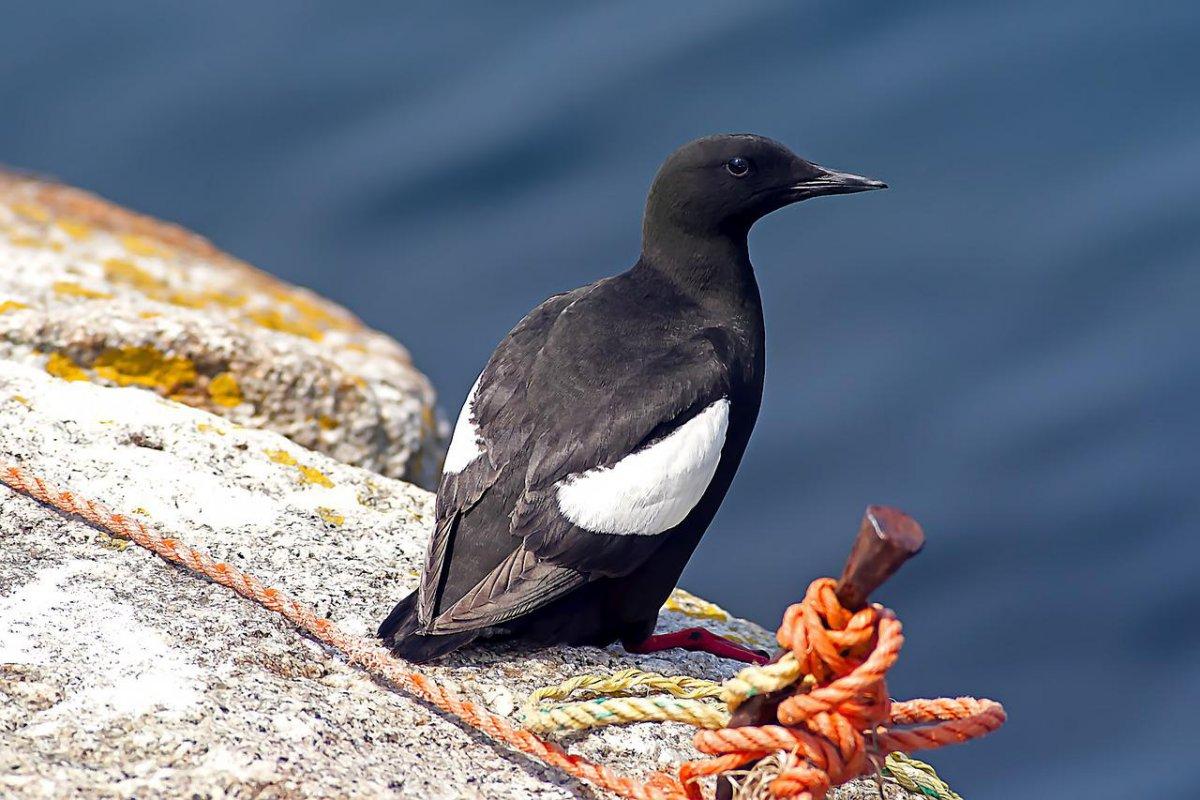 black guillemots are unique animals in ireland