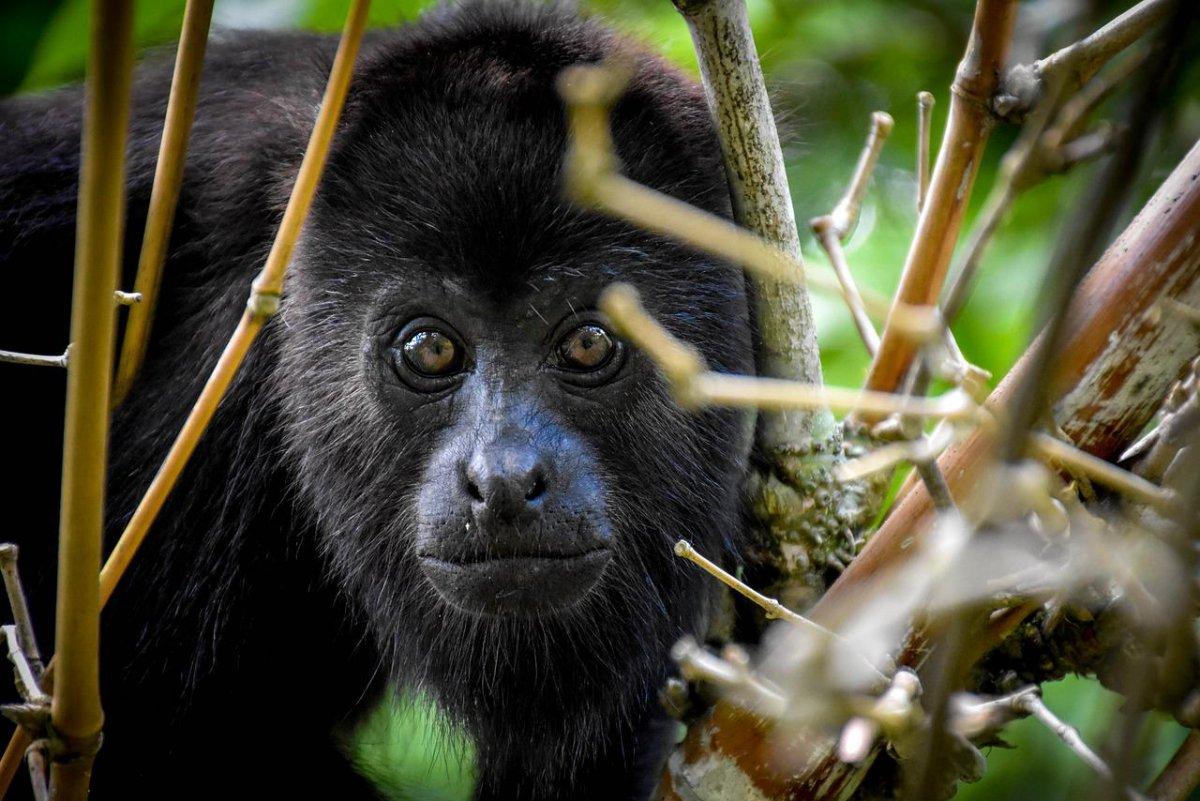 black howler is part of the wildlife of brazil