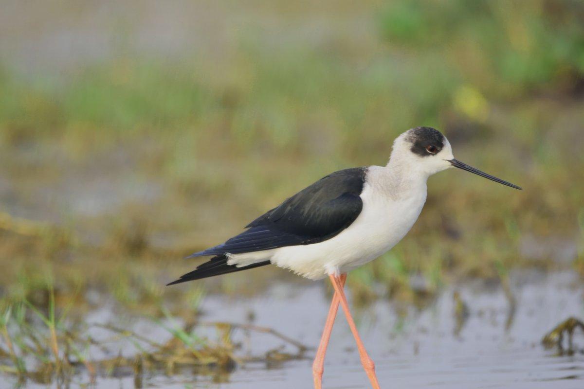 black winged stilt