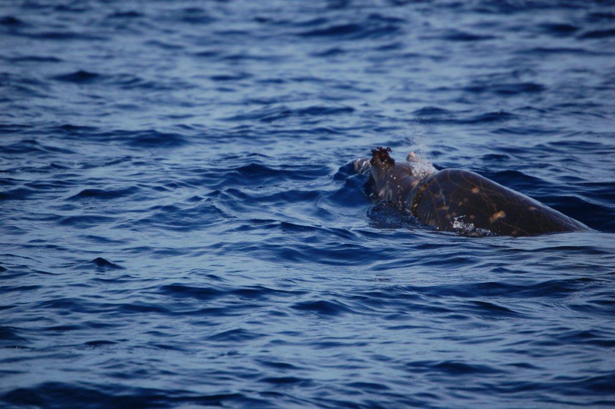 blainville's beaked whale is one of the wild animals in dominican republic