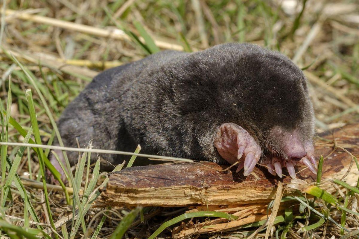 blind mole