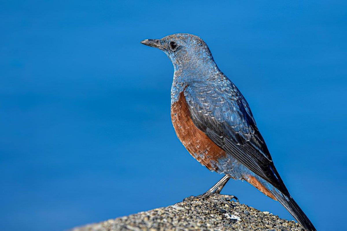 blue rock thrush is part of the wildlife in malta