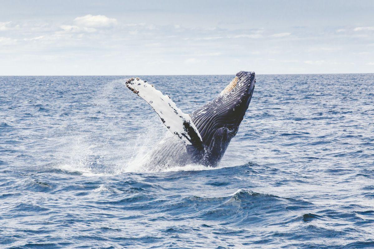 blue whale is one of the endangered animals in peru