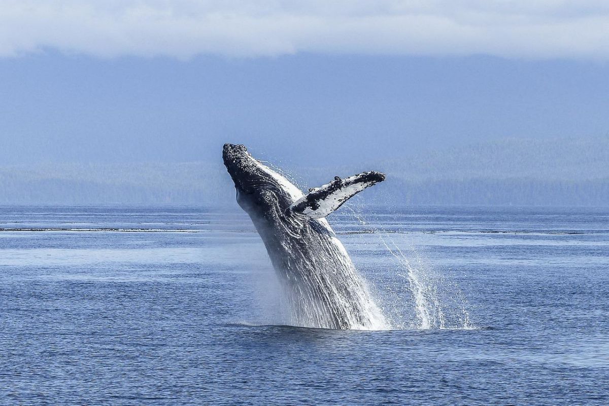 blue whale is part of the chile wildlife