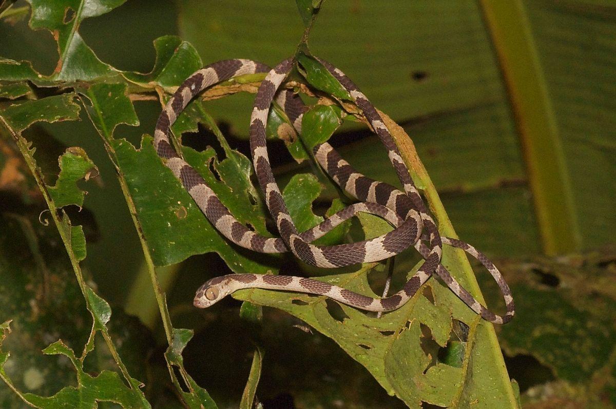 blunthead tree snake is one of the wild animals in the dominican republic