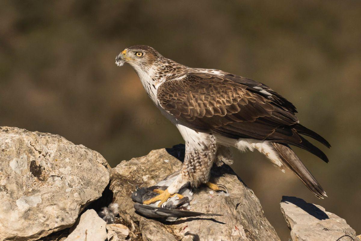 bonelli's eagle is in the popular italy animals