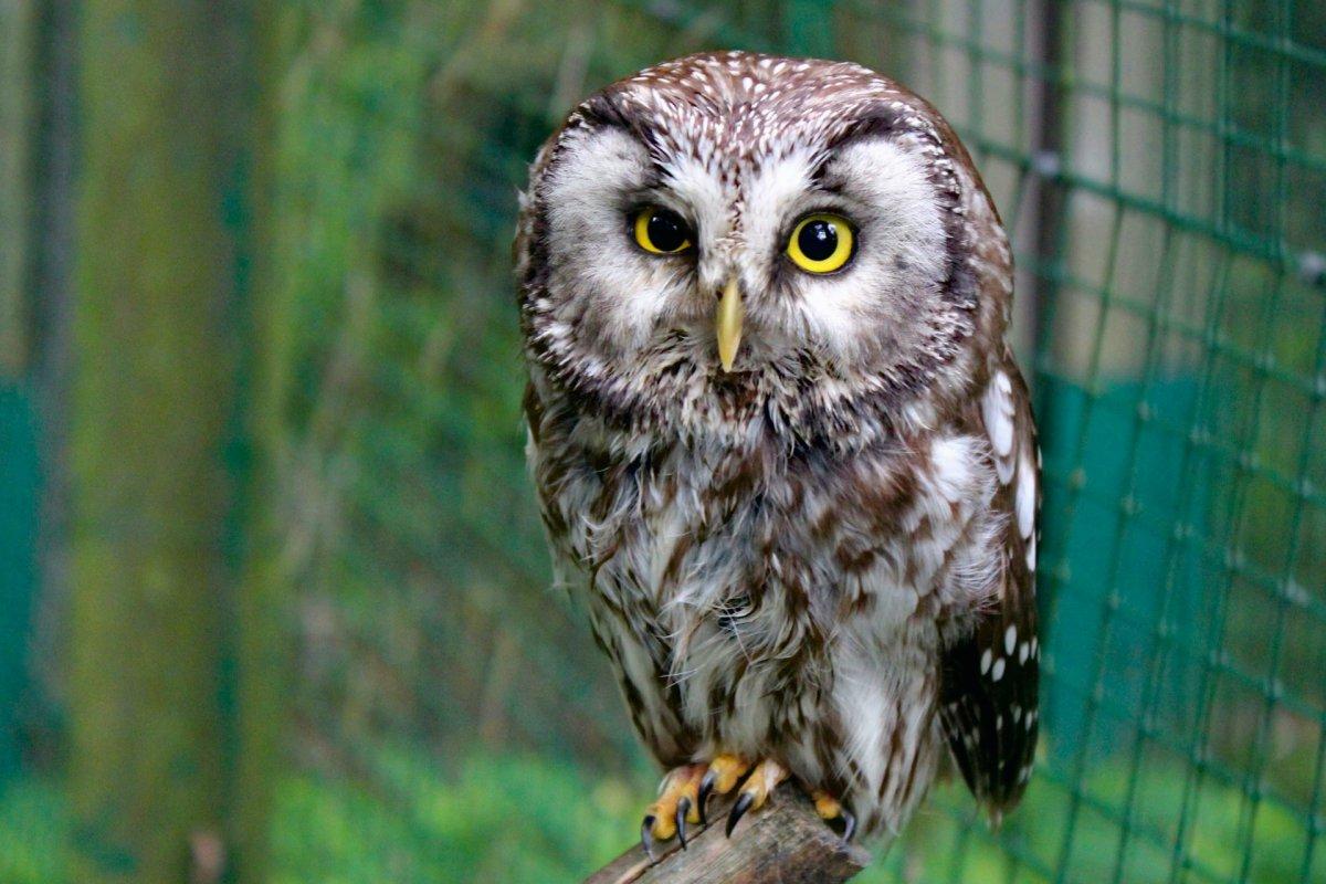 boreal owl