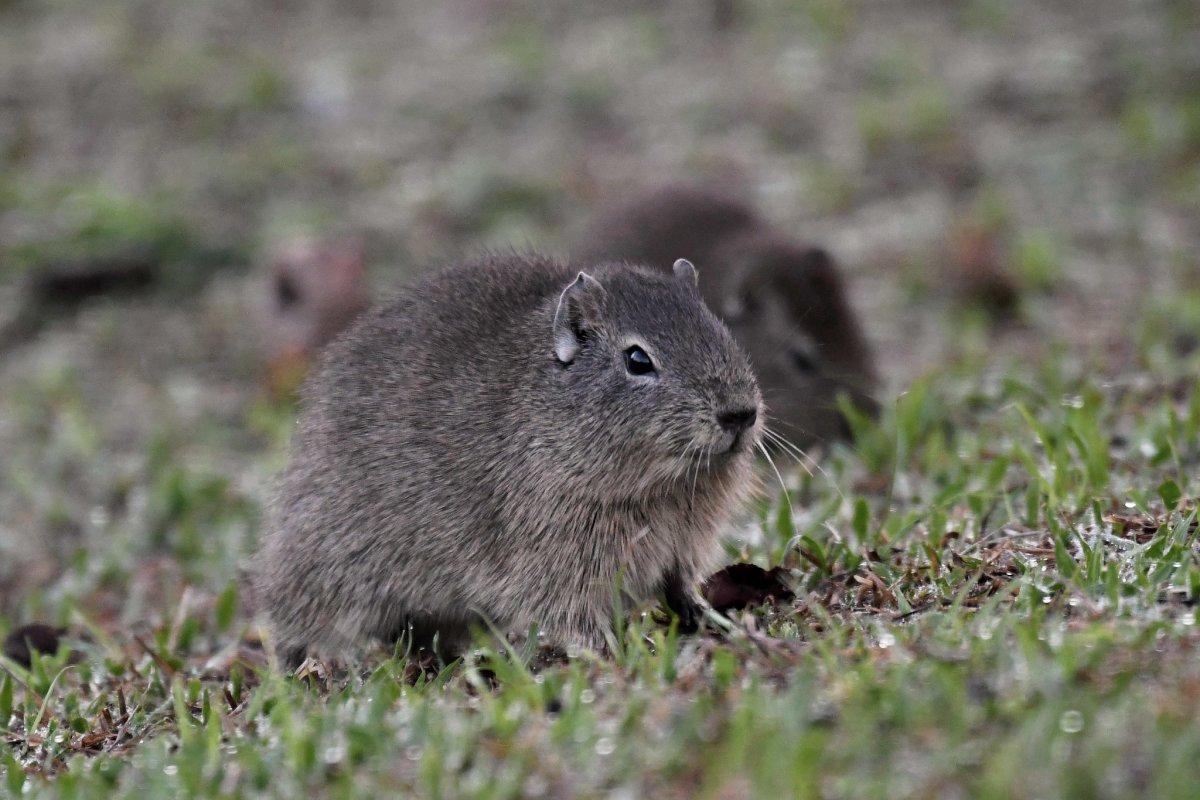 brazilian guinea pig is one of the animals in ecuador rainforest