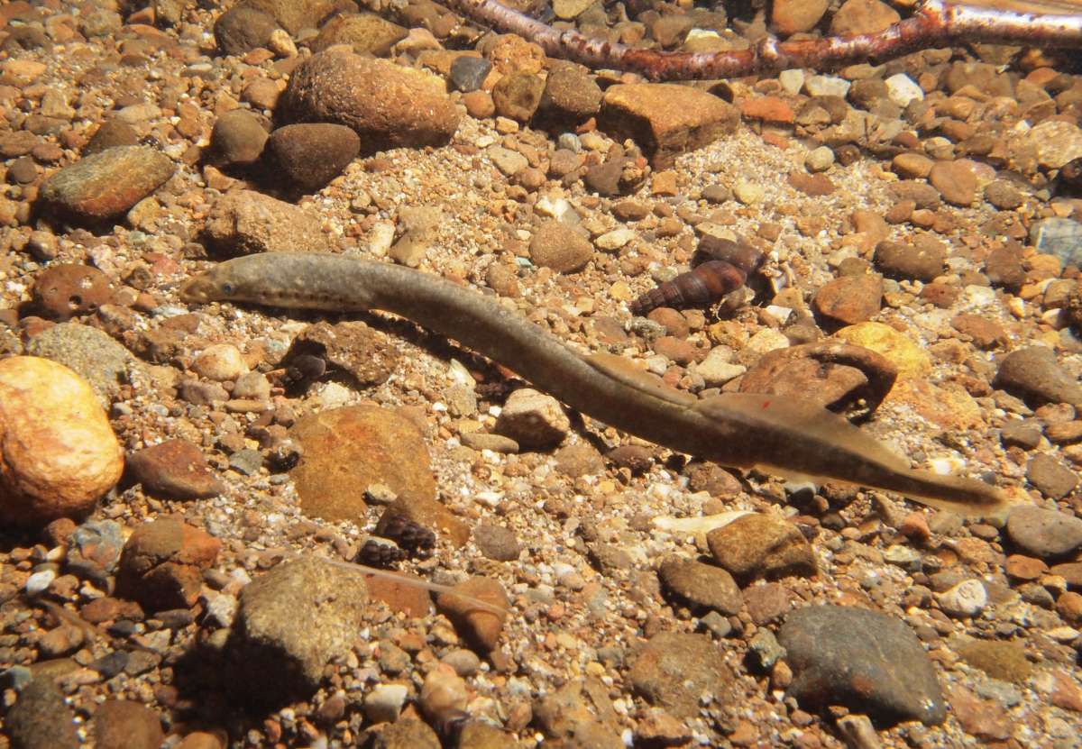 brook lamprey is in the animals in italy list