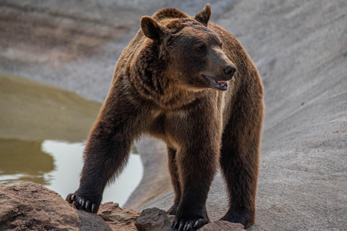 brown bear is one of the macedonian animals