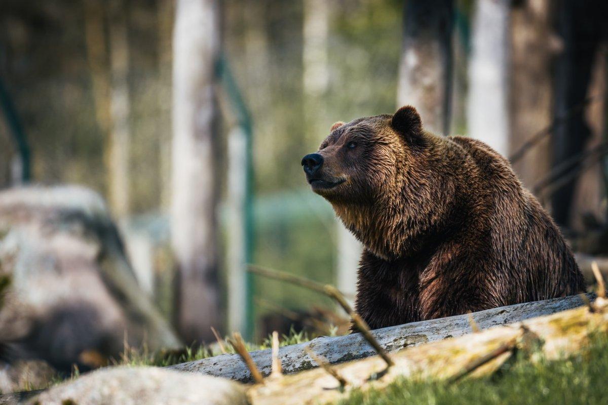 brown bear is the national animal of finland