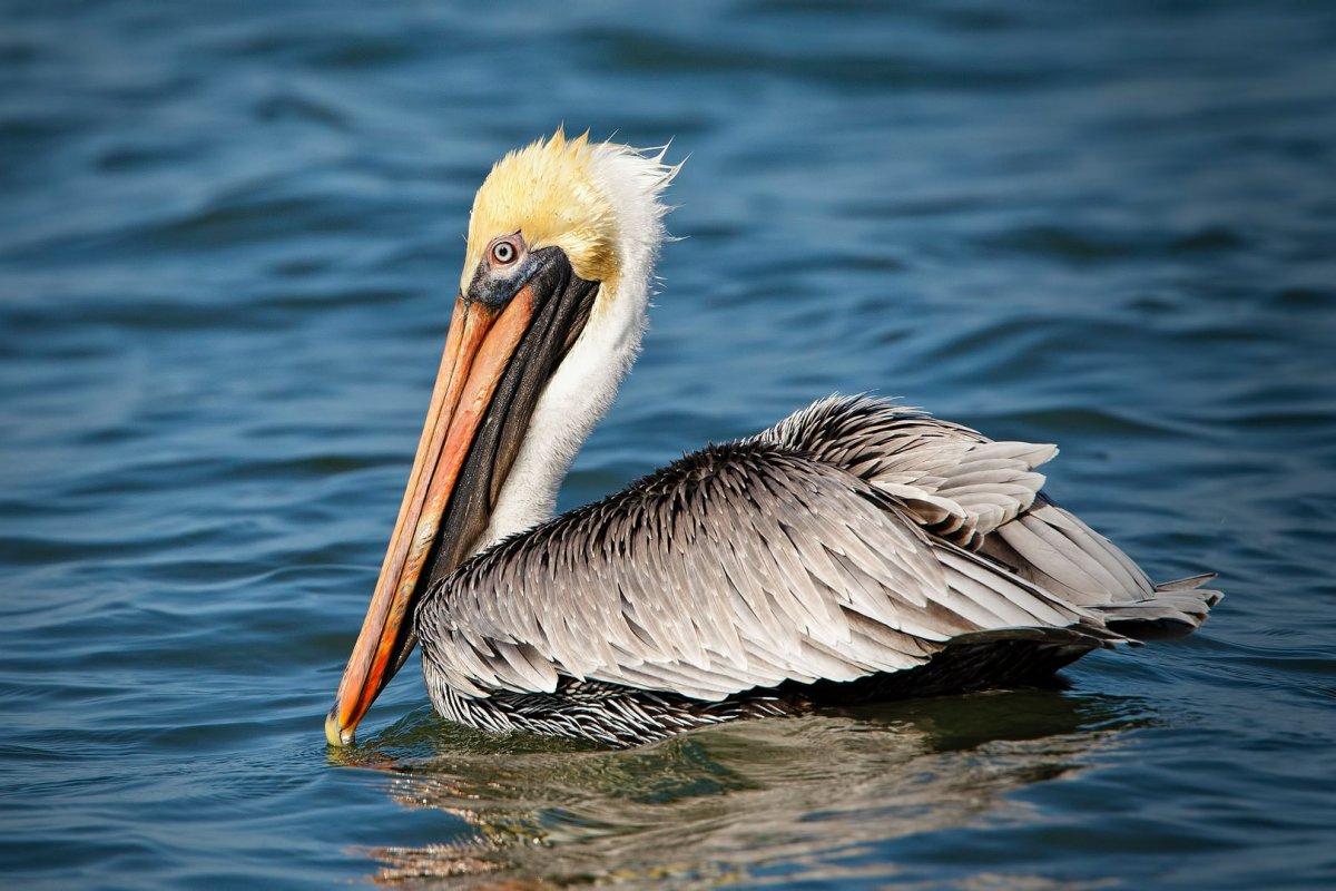 brown pelican is part of the dominican republic wildlife