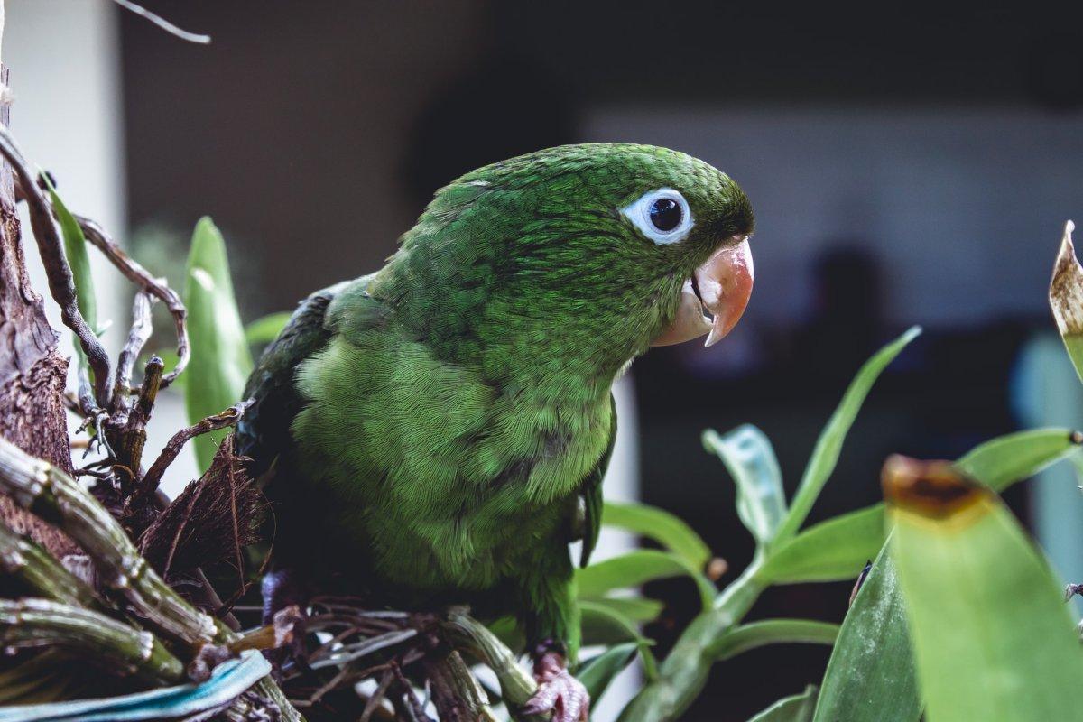 burrowing parrot is part of the argentina wildlife