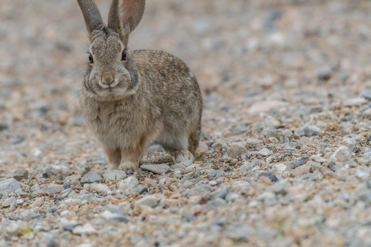 cape hare is part of the wildlife in chad