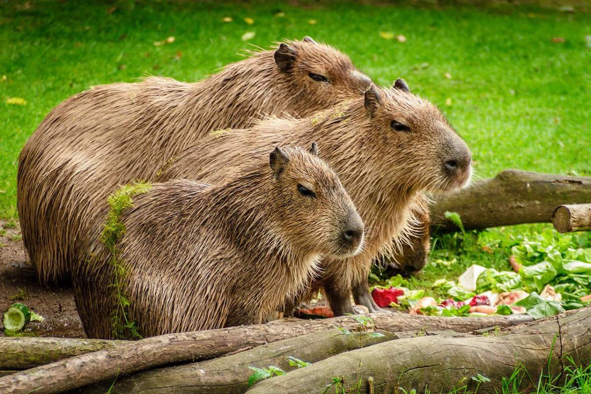 capybara is one of the native animals argentina has on its land