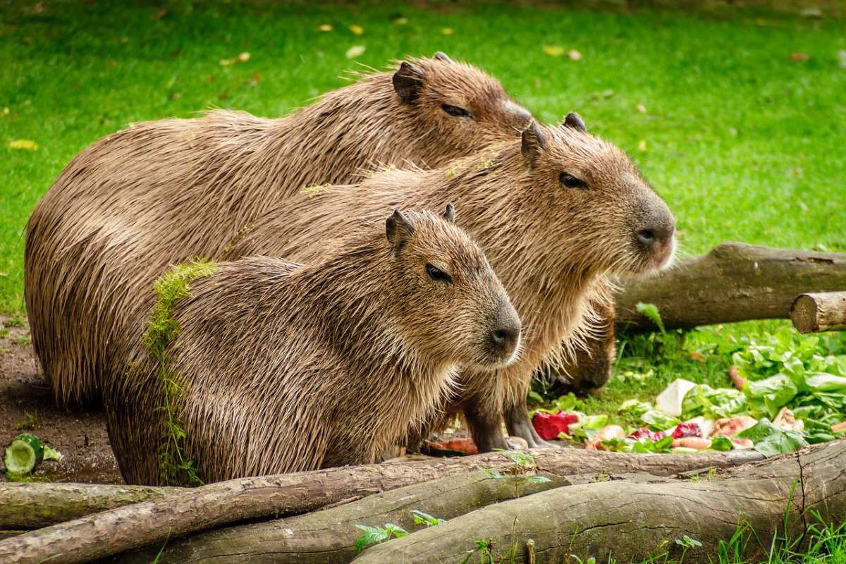 capybara