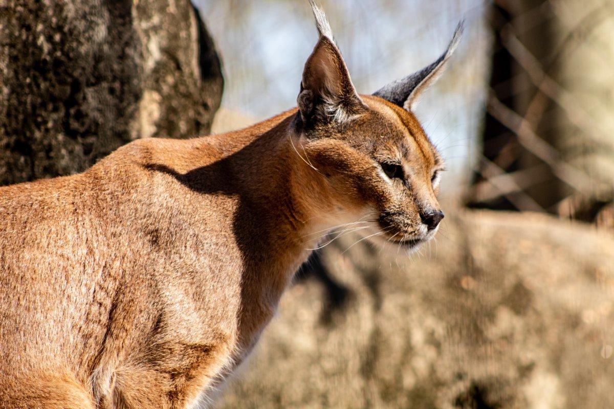 caracal is one of the animals of jordan