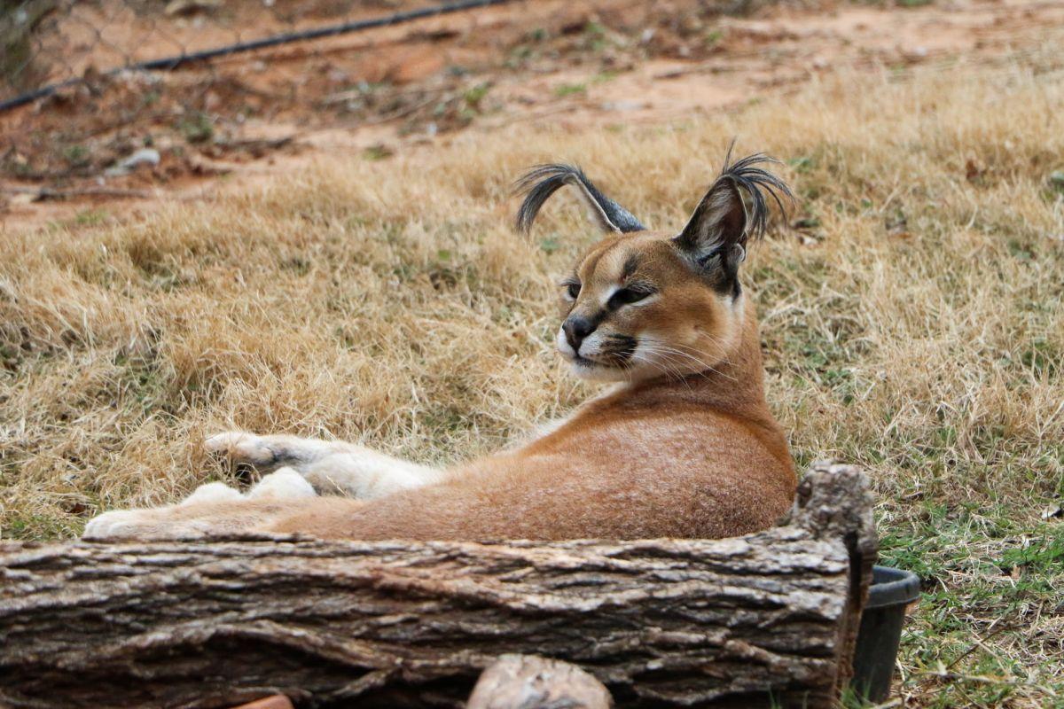 caracal is one of the animals oman has on its land