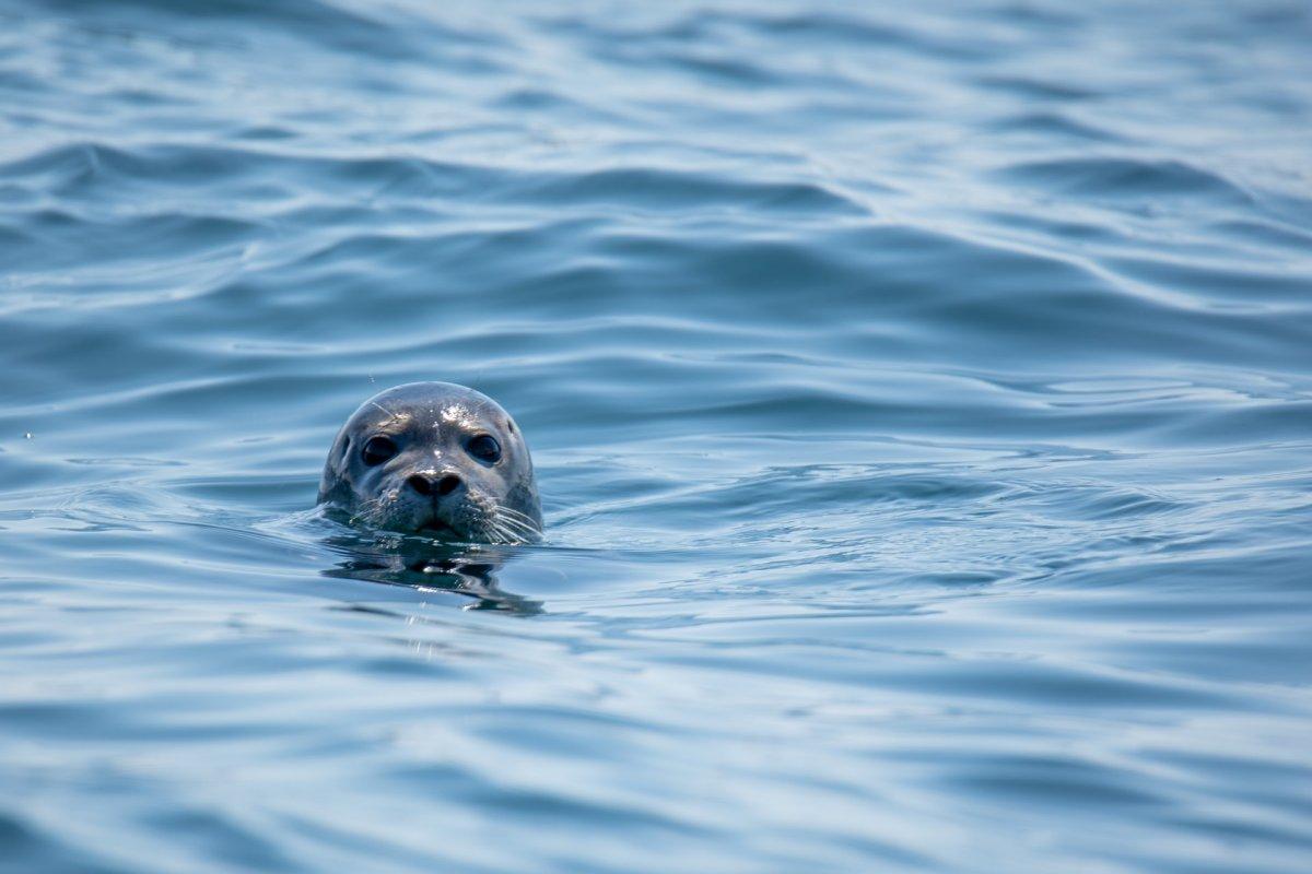 caribbean monk seal