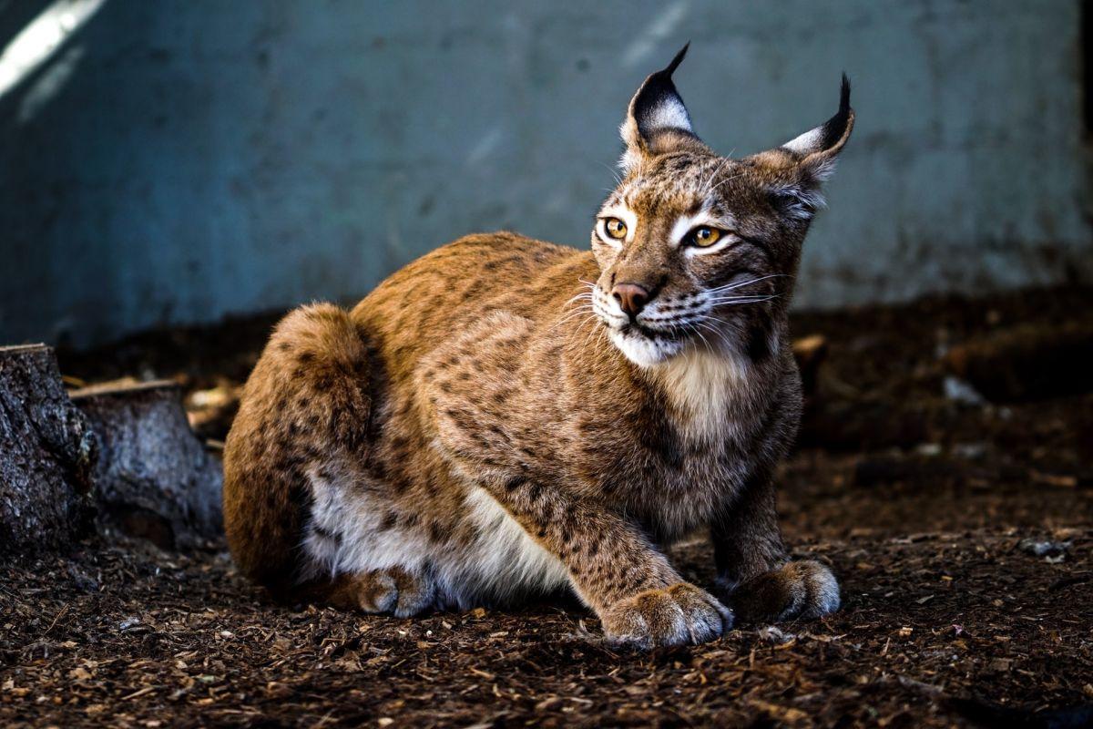 carpathian lynx