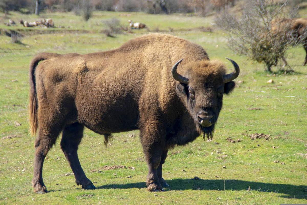 carpathian wisent is in the list of the animals in czech republic