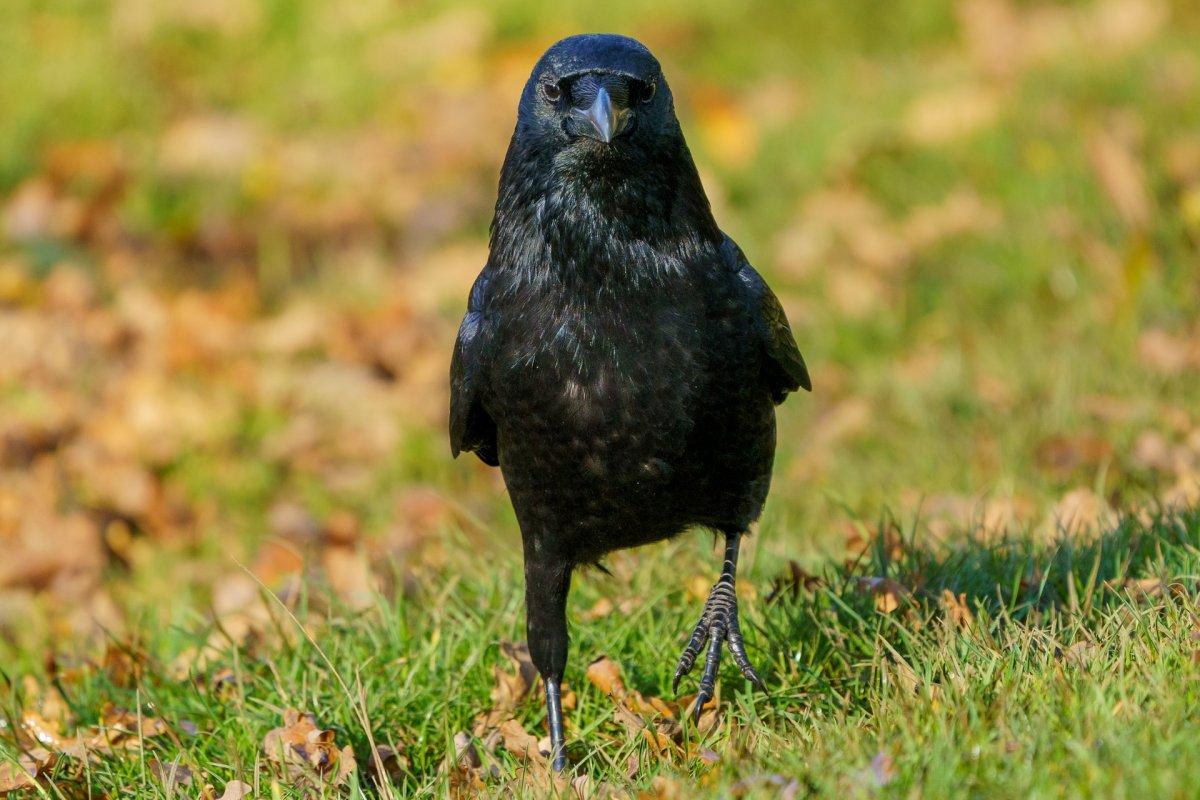 carrion crow is in the common animals in germany