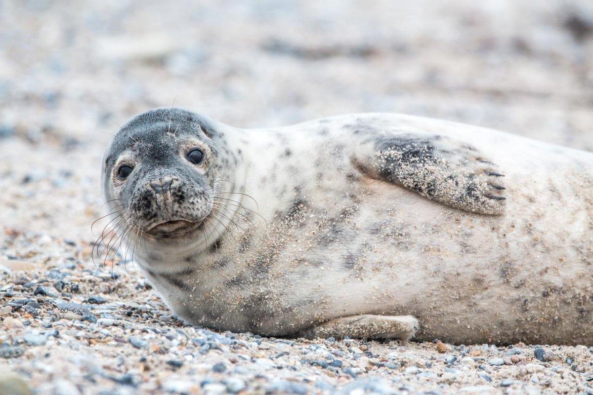 caspian seal is one of the endangered animals in iran