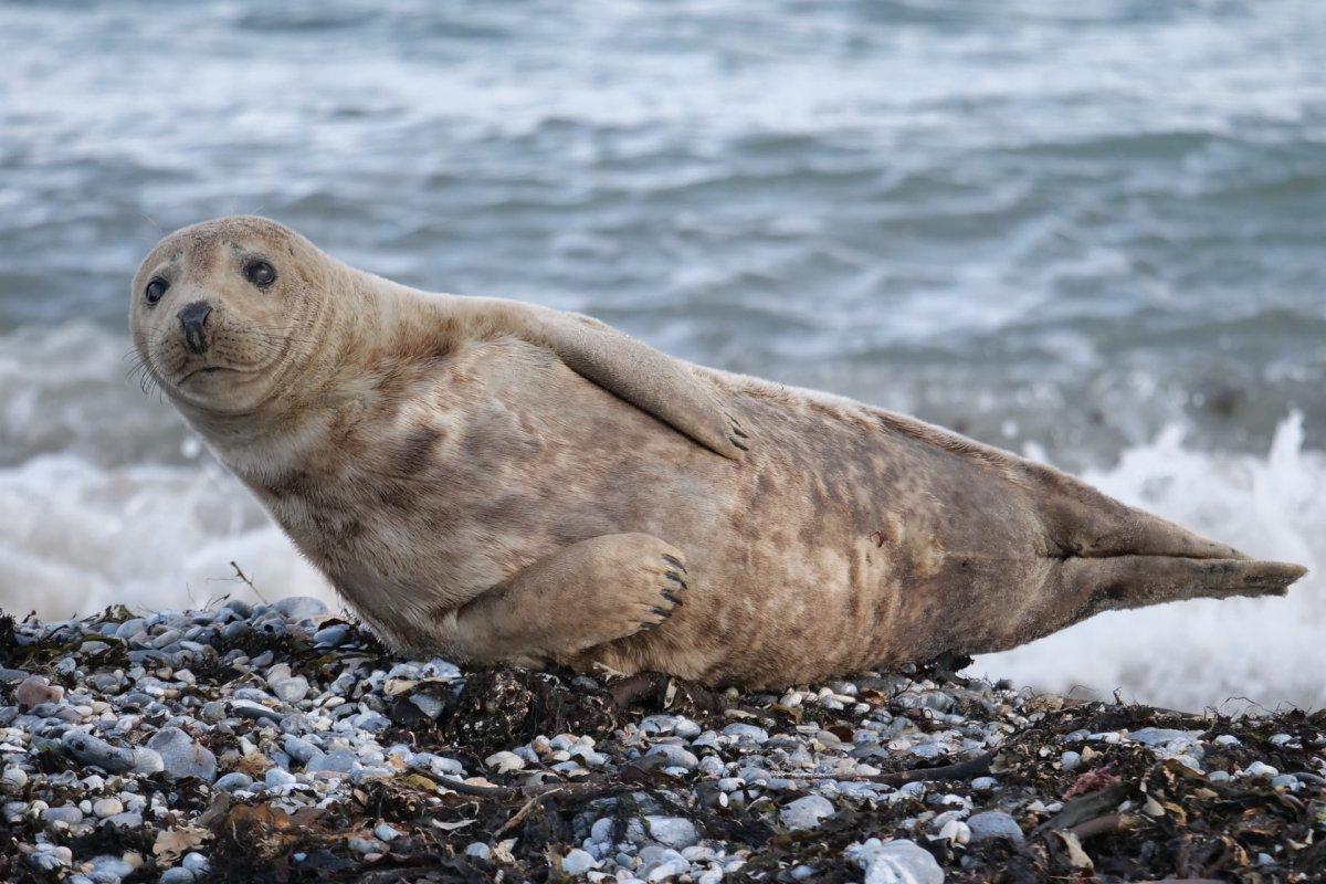 caspian seal