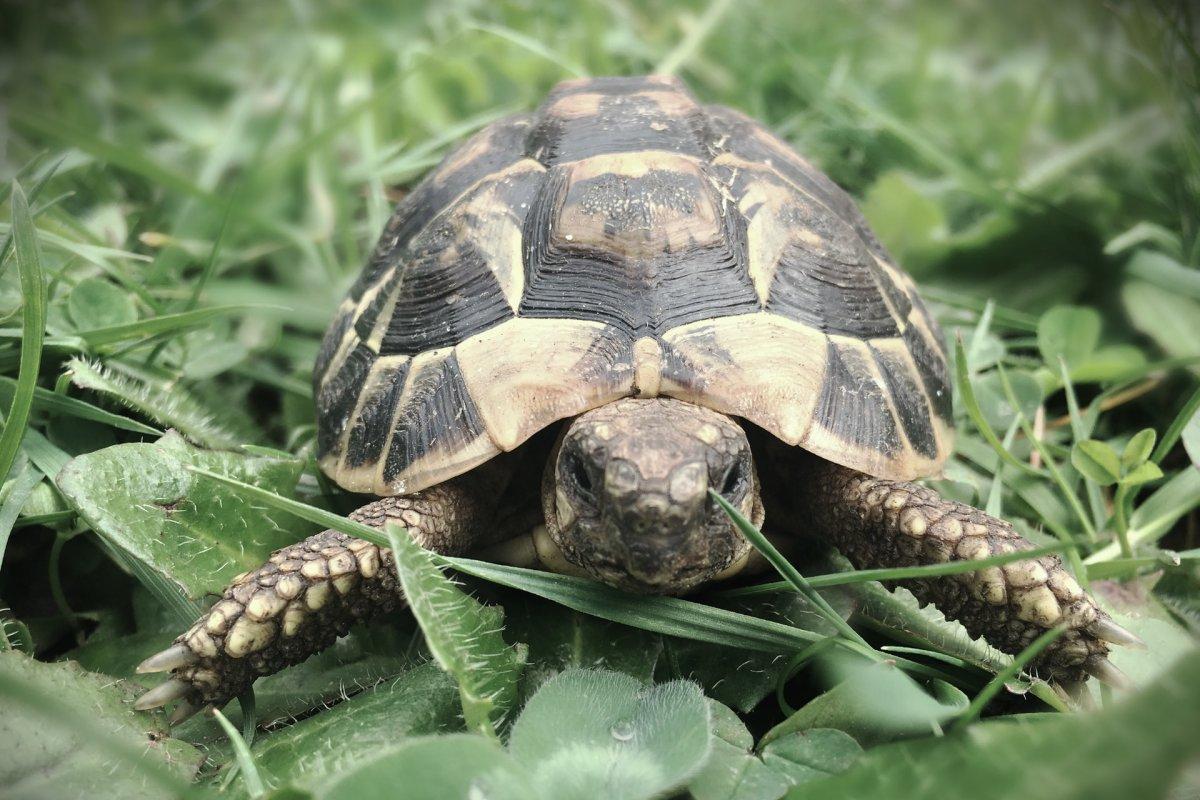 caspian turtle