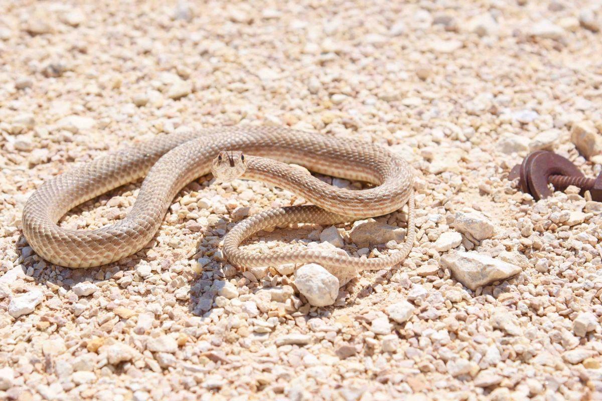 caspian whipsnake