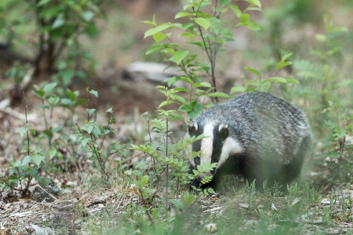 caucasian badger is in the common animals in georgia