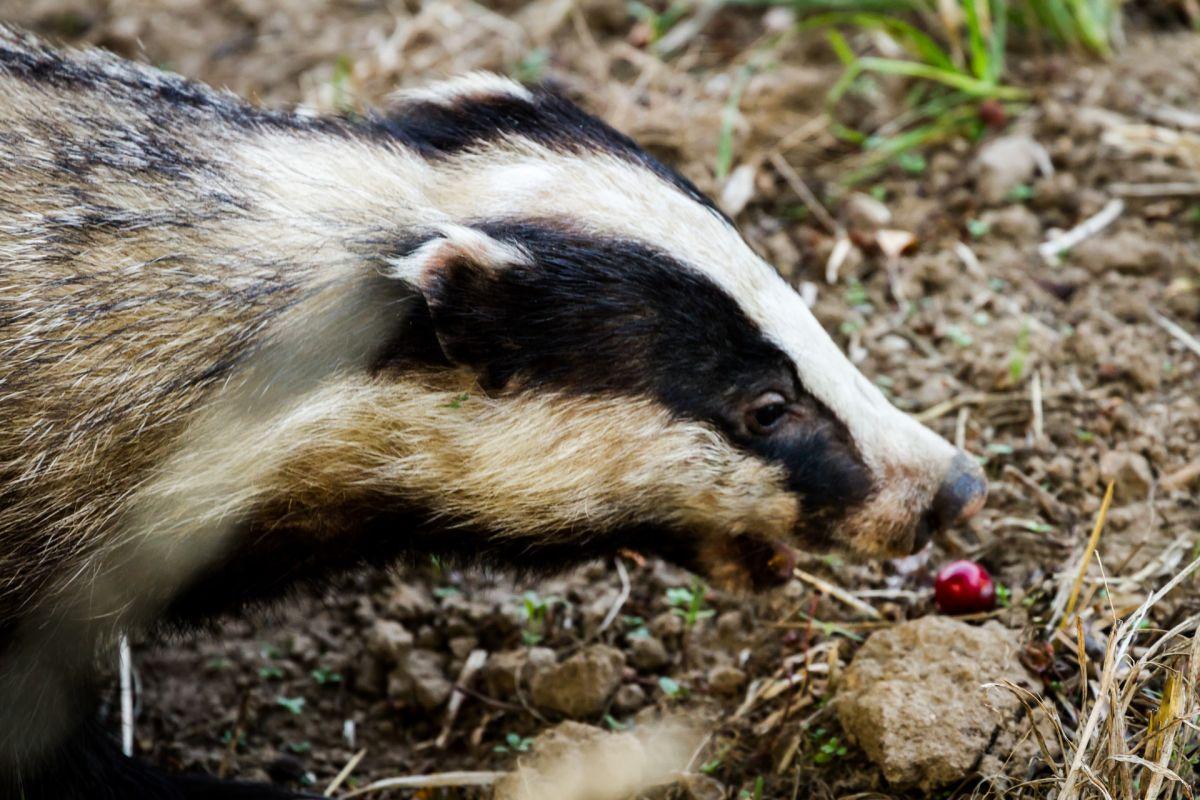 caucasian badger