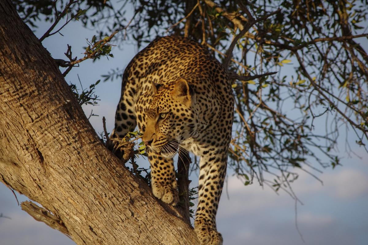 caucasian leopard is one of the animals of armenia