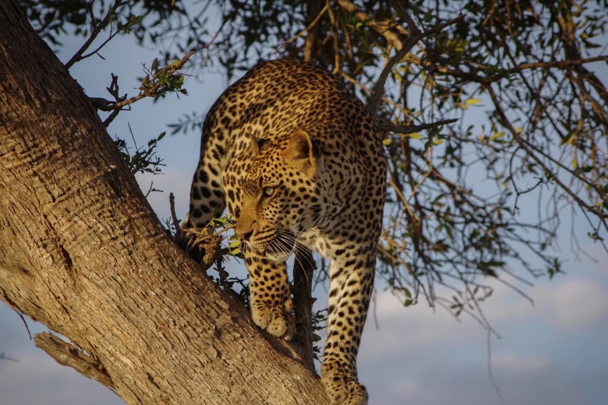 caucasian leopard is one of the animals of armenia