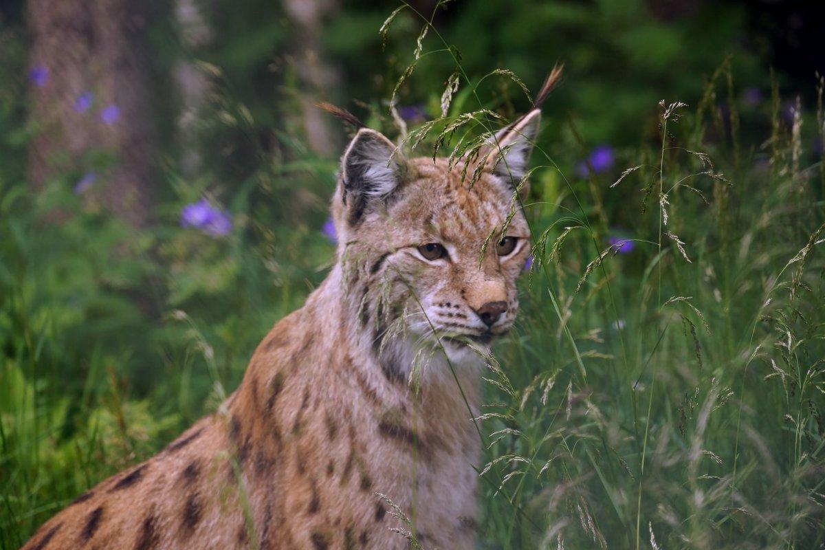 caucasian lynx is one of the animals in georgia mountains
