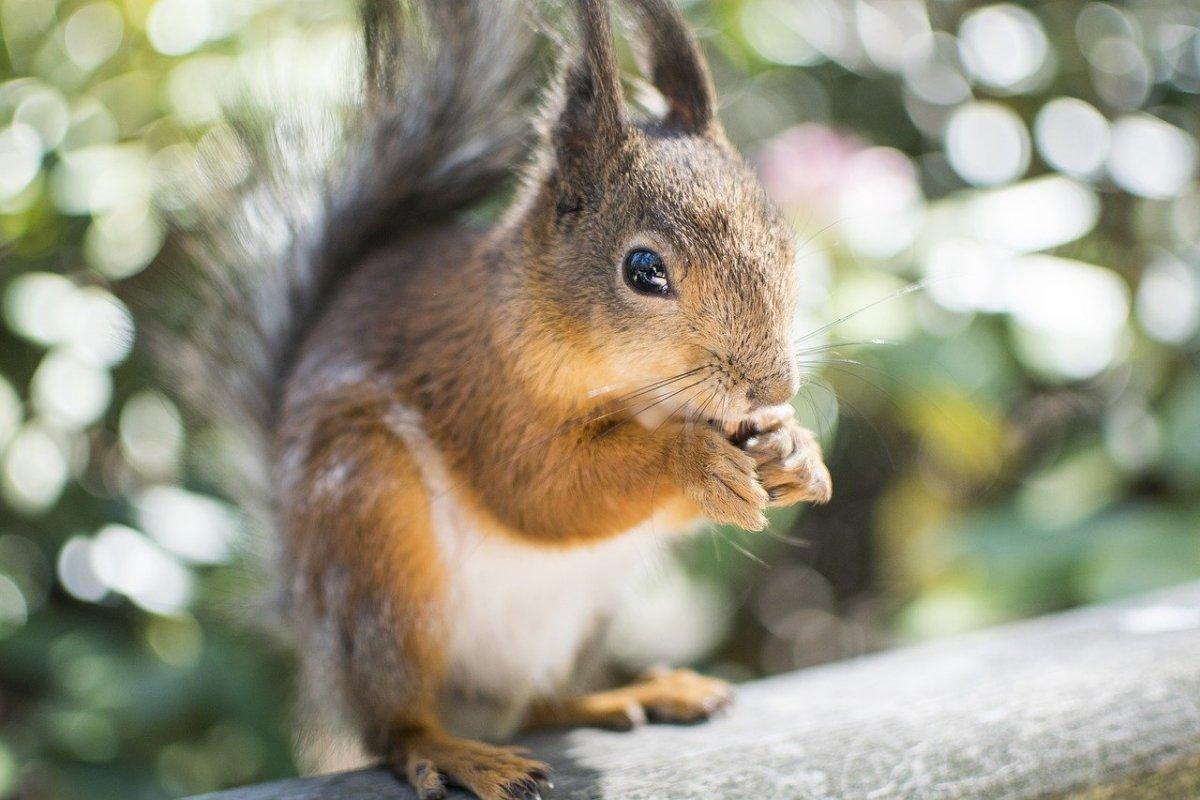 caucasian squirrel is one of the animals native to iraq