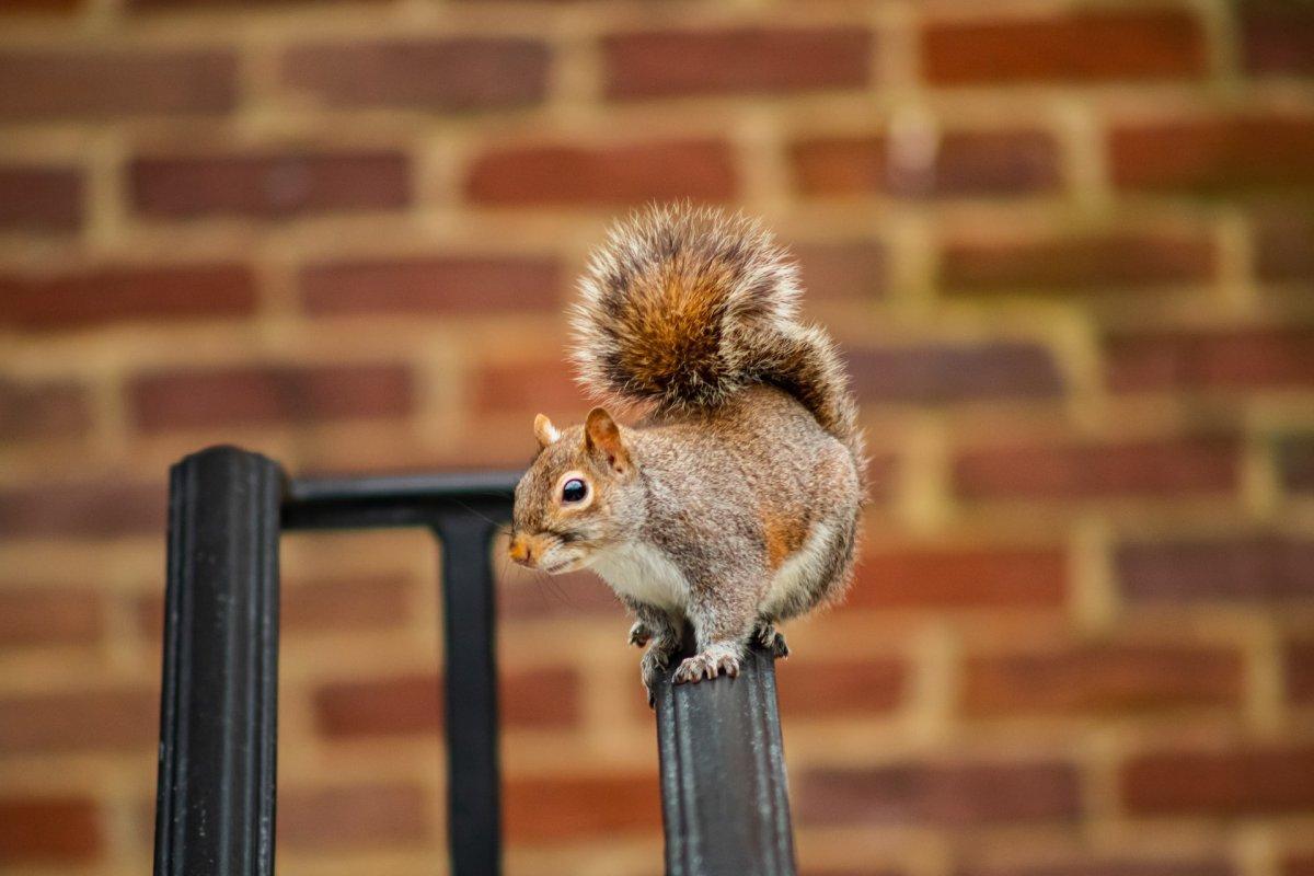 caucasian squirrel is part of the wildlife in georgia