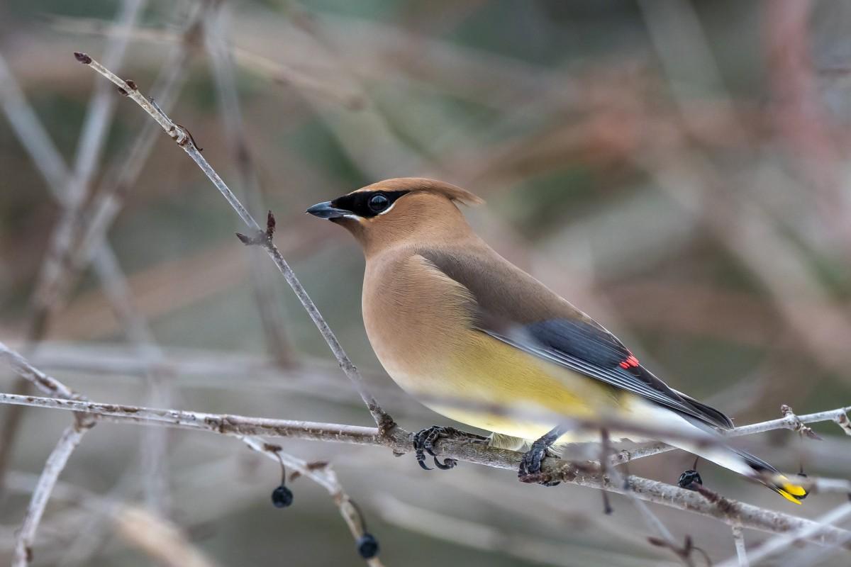 cedar waxwing