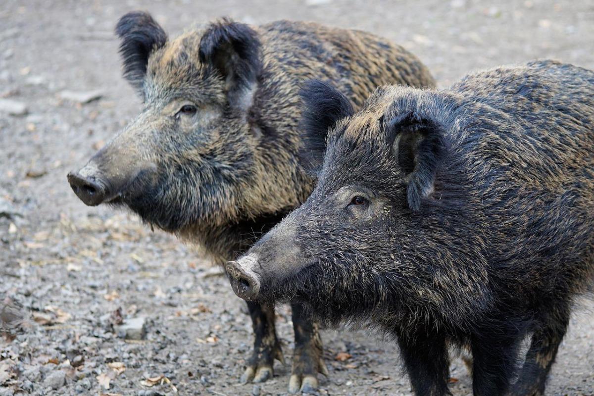 central european boar