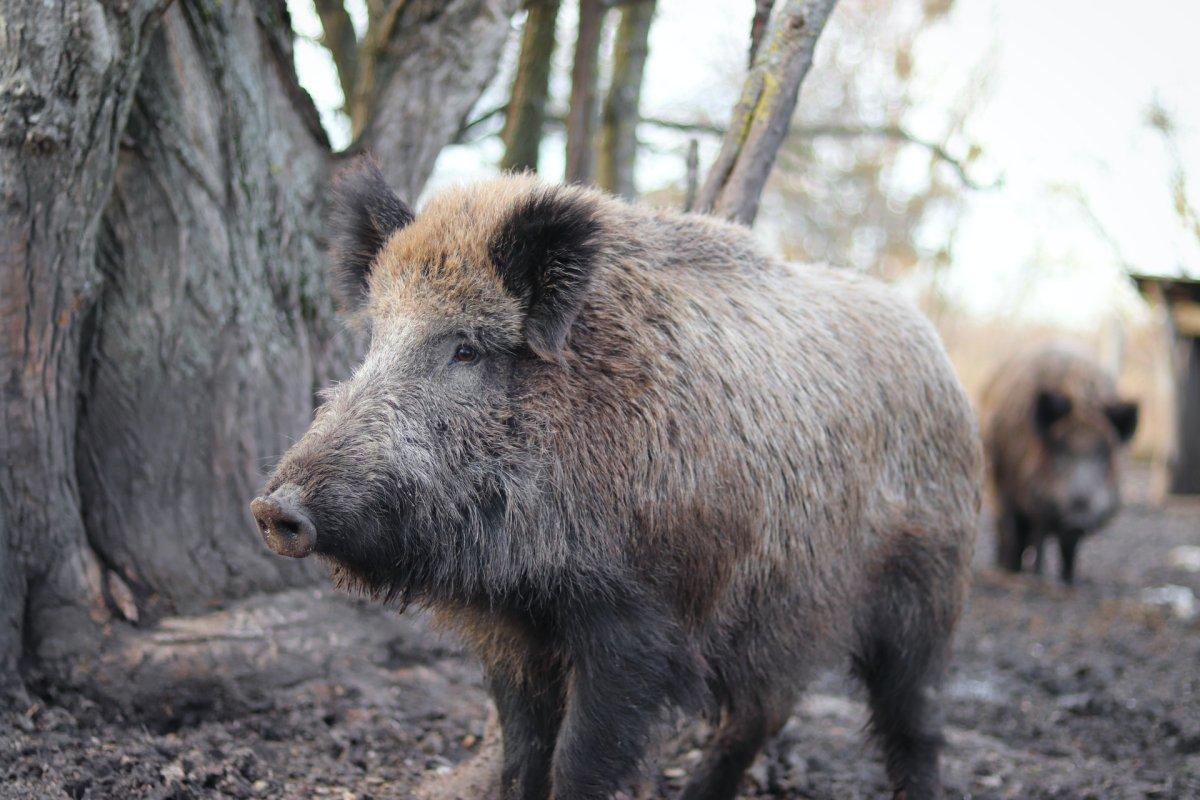 central european boar in the wild