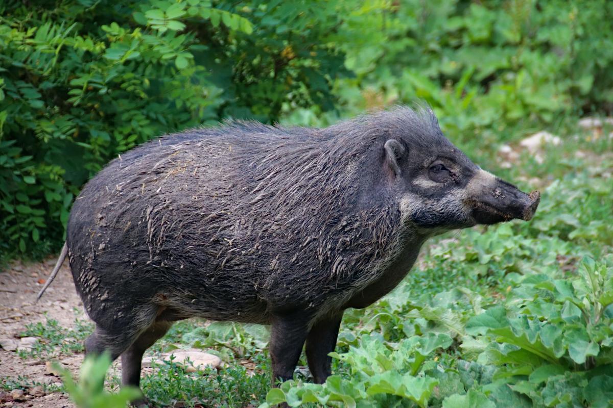 central european boar is one of the animals in luxembourg
