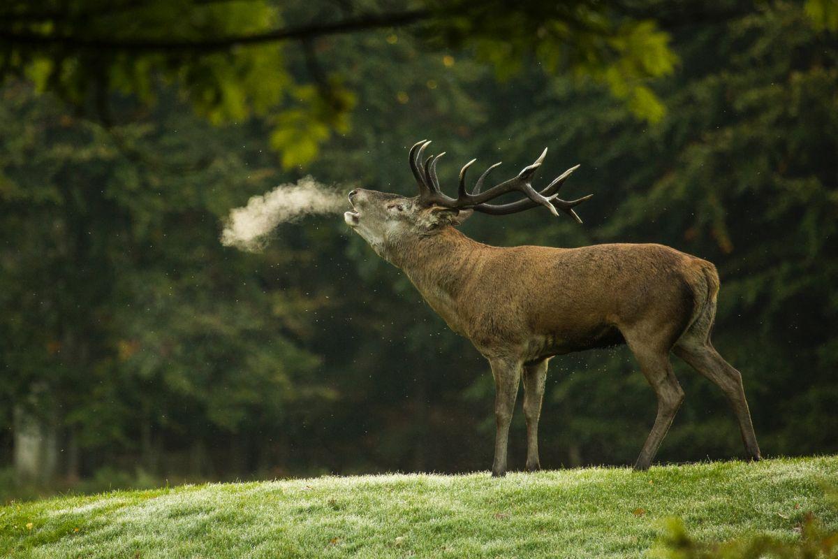 central european red deer