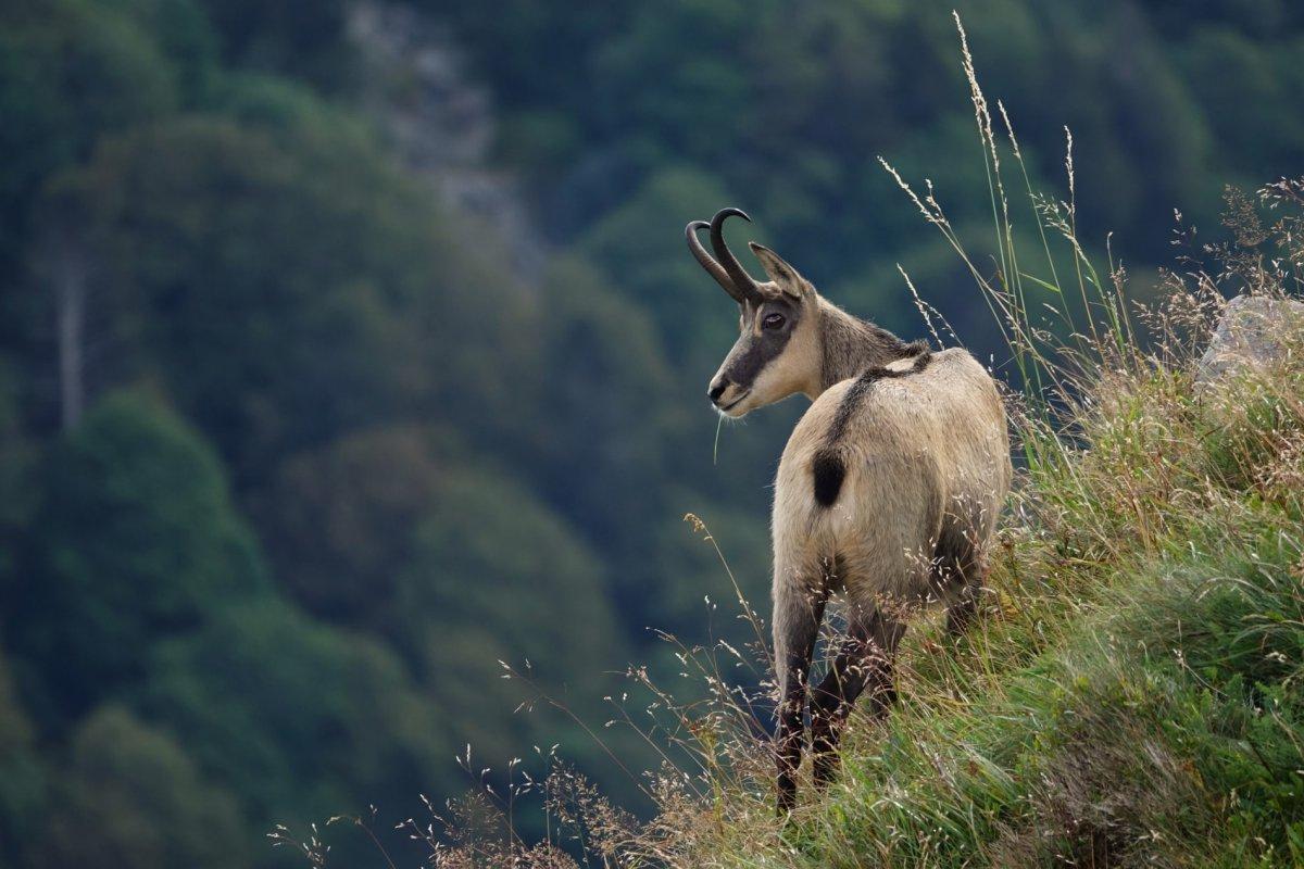 chamois are native animals of germany